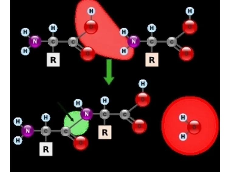 aminoacidi