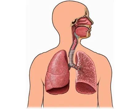L'apparato respiratorio