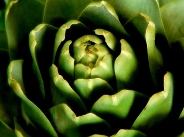 carciofo