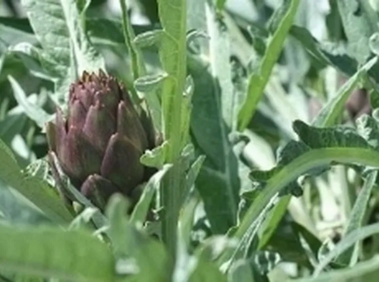 carciofo