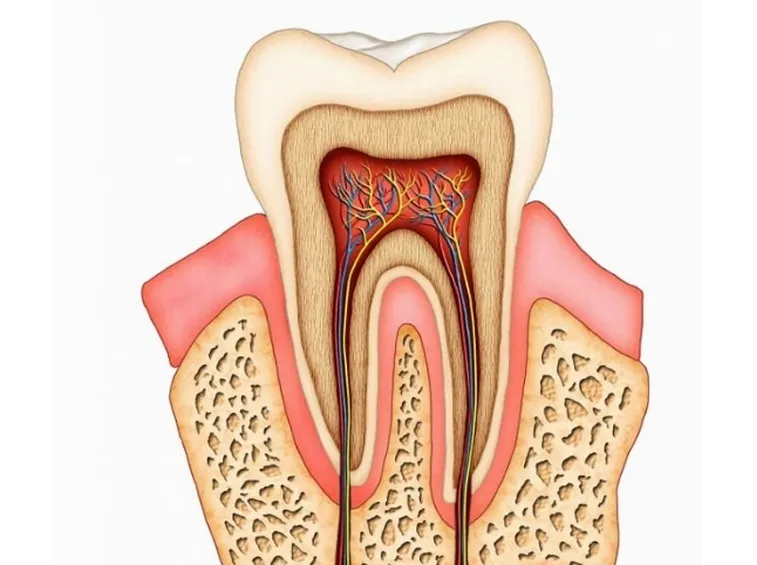 Anatomia di un dente.