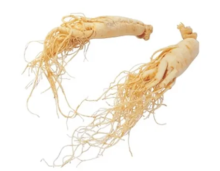 ginseng