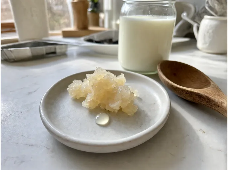 Cosa sono i grani di kefir e quale coltura scegliere