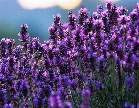 lavanda