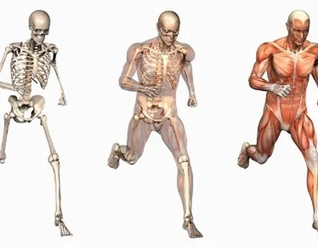 Le ossa e i muscoli nel corpo umano.