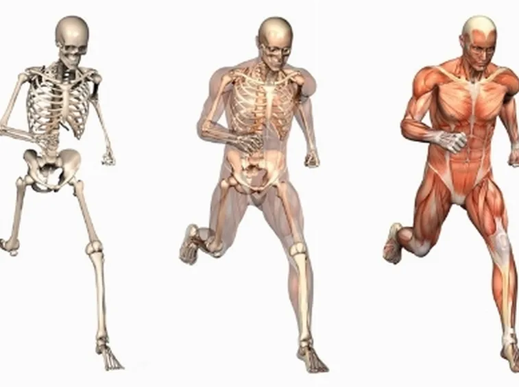Le ossa e i muscoli nel corpo umano.
