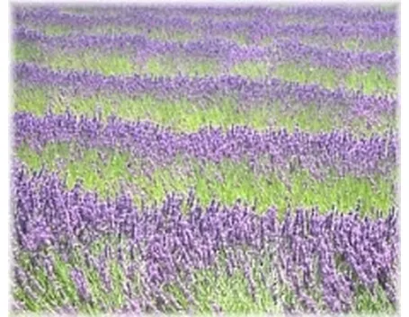 Campo di lavanda