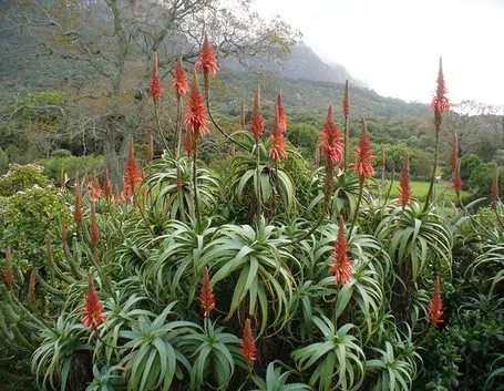 Aloe arborescens