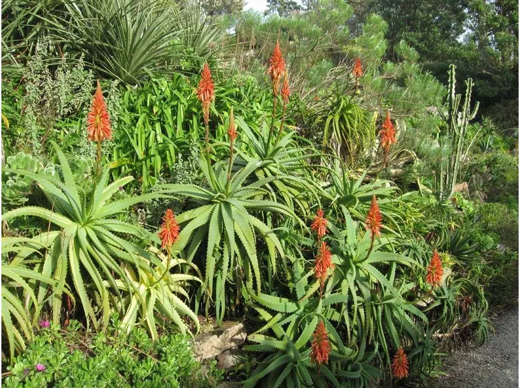 Aloe arborescens