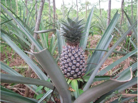 Coltivazione ananas