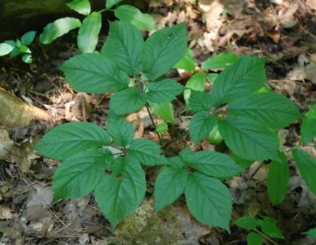 Ginseng proprietà