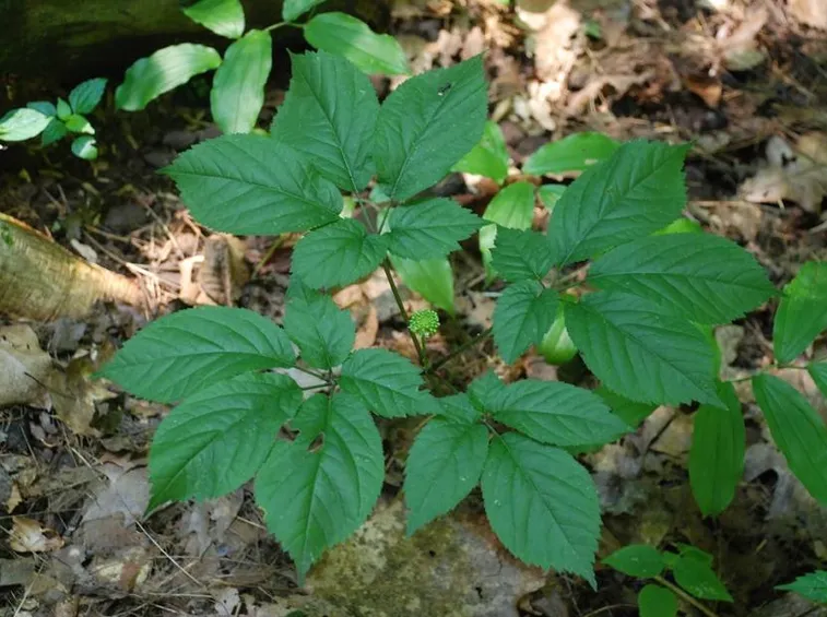 Ginseng proprietà