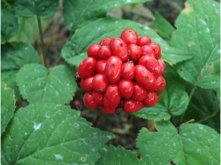 Ginseng