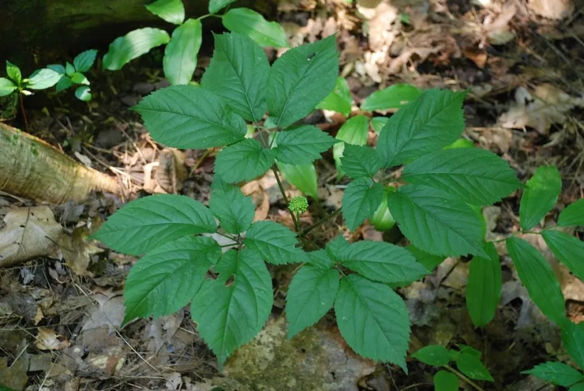 Ginseng proprietà
