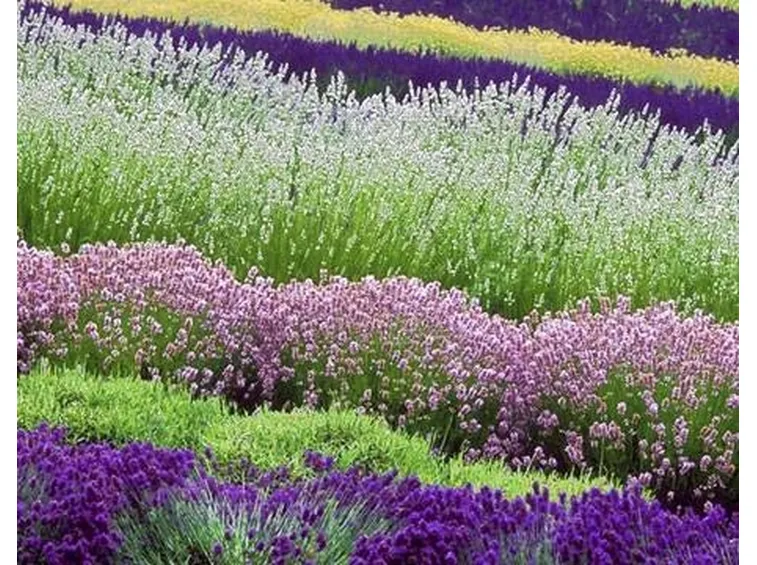 Potatura lavanda