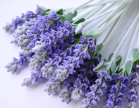 Prodotti lavanda