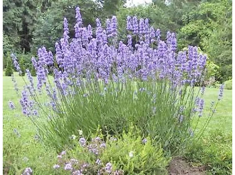 Prodotti lavanda
