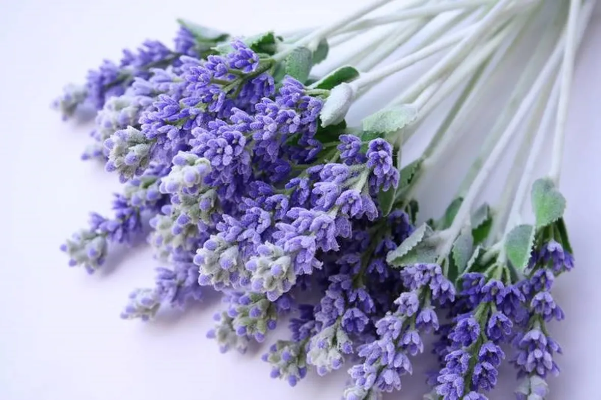 Prodotti lavanda