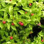 acerola