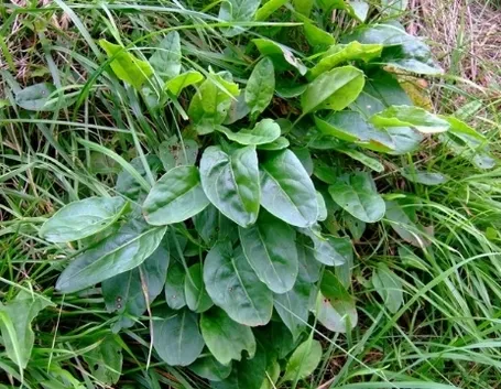 acetosa