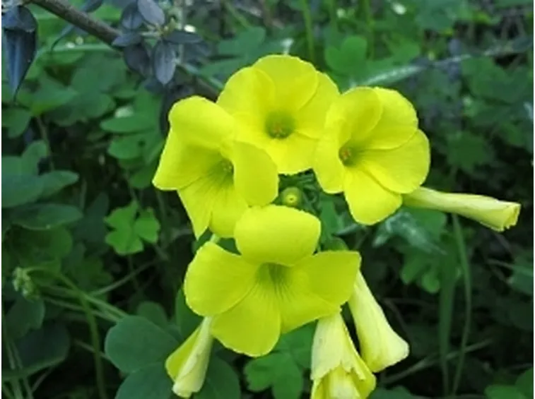 acetosella gialla