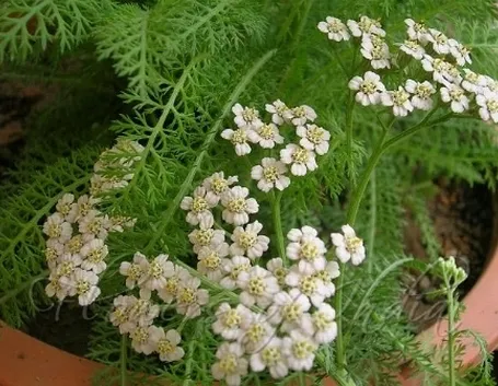achillea