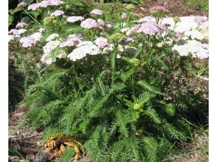 pianta aromatica