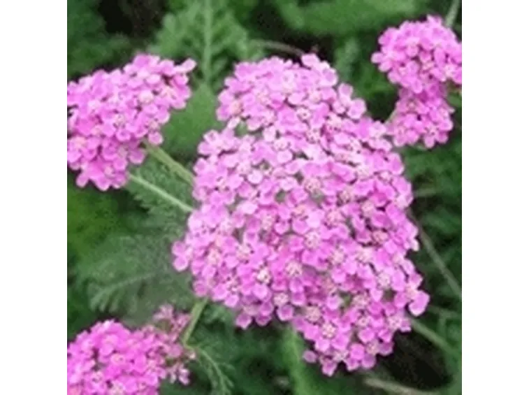 achillea