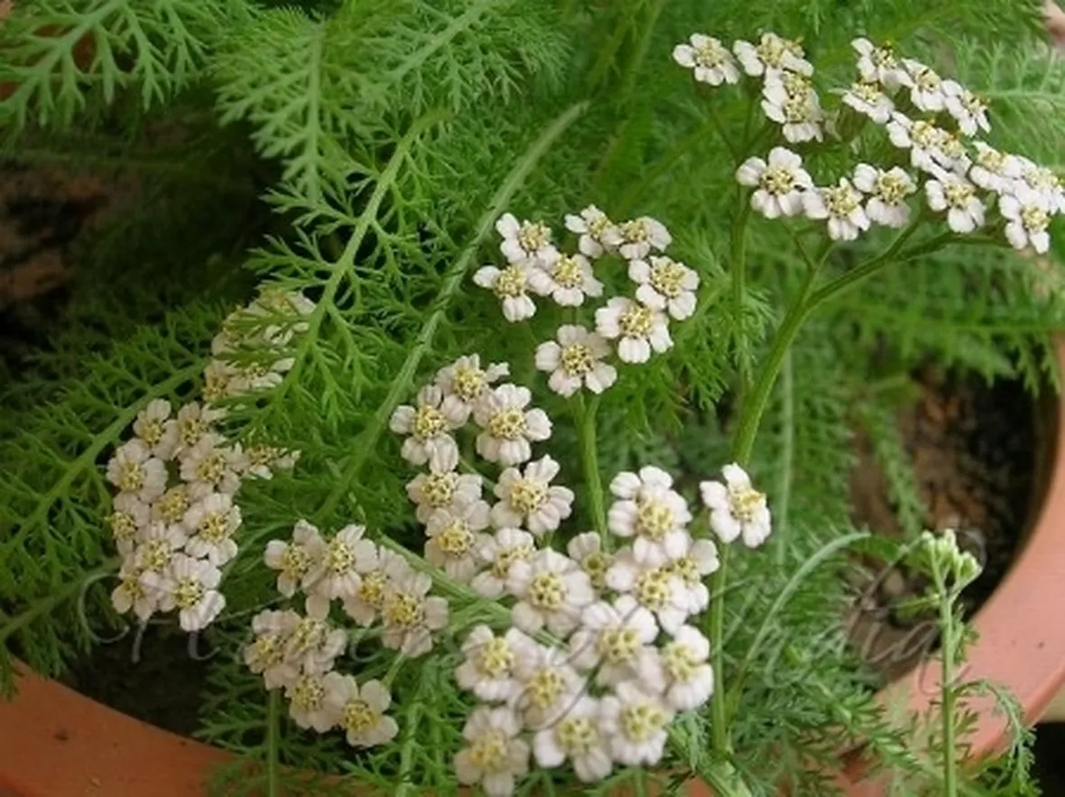 achillea