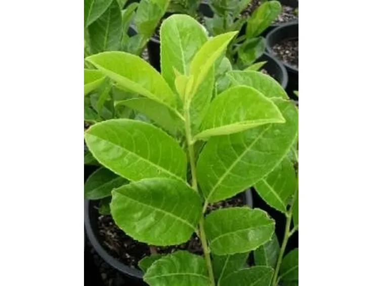 Alloro