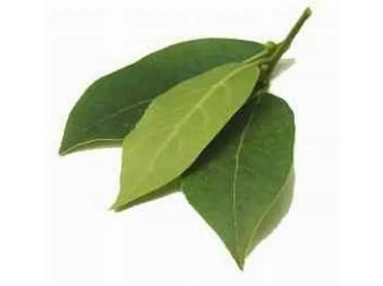 Alloro