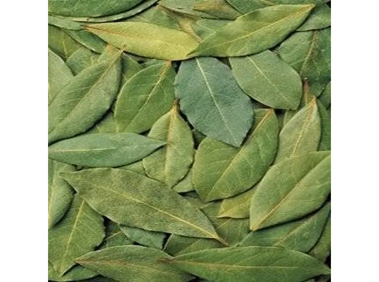 Alloro