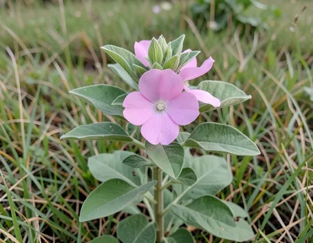 La piante dell'Altea officinalis