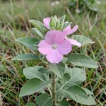 La piante dell'Altea officinalis
