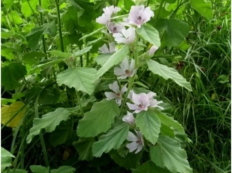 La piante dell'Altea officinalis