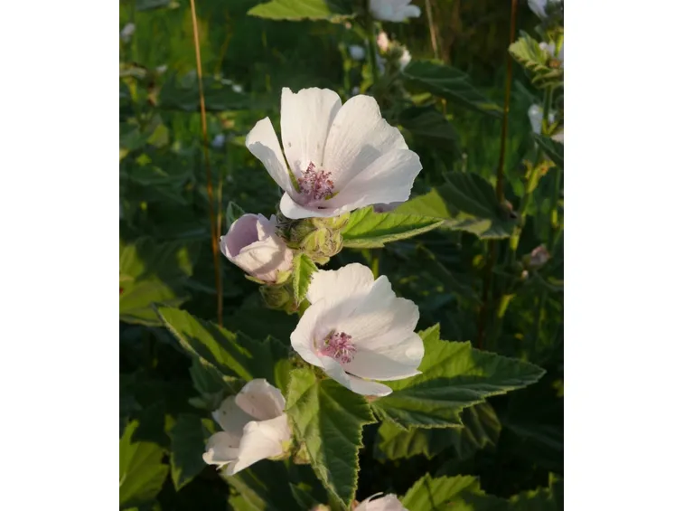 Dettaglio del fiore dell'Altea
