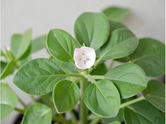 LA Bacopa monnieri