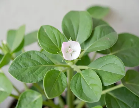 LA Bacopa monnieri