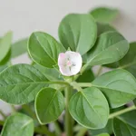 LA Bacopa monnieri