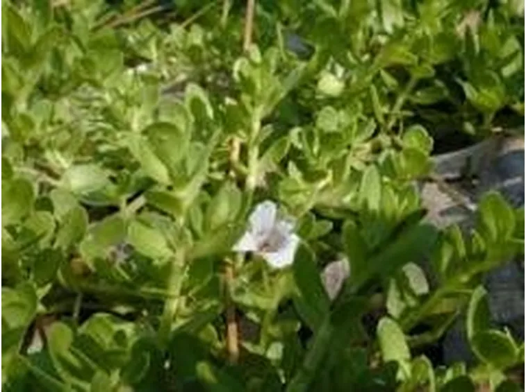 LA Bacopa monnieri
