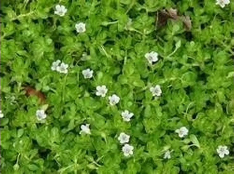 Bacopa monnieri