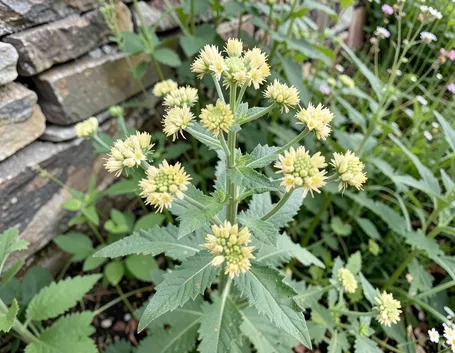 Un cespuglio di Balsamita