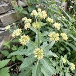 Un cespuglio di Balsamita