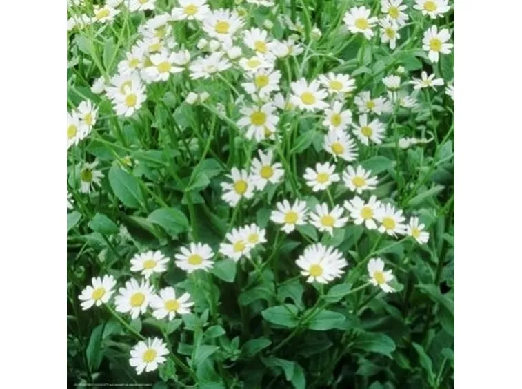 Pianta fiorita di Balsamita