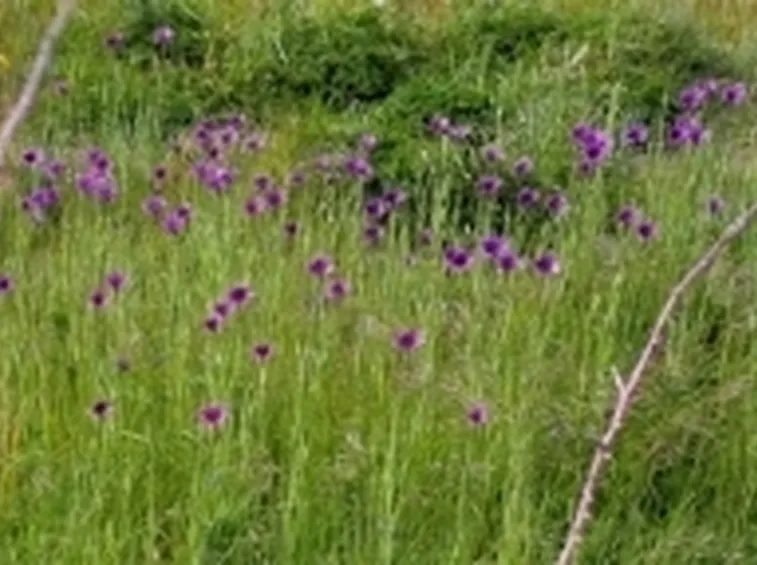 Pianta e fiore della Barba di becco