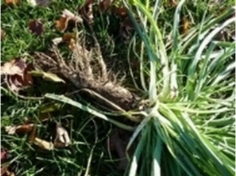 Pianta e radici