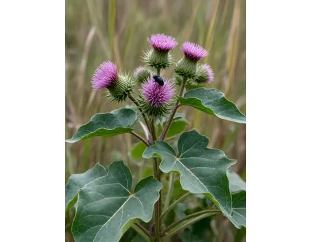 Pianta e fiori di Bardana