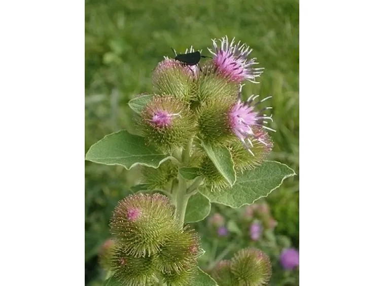 Pianta e fiori di Bardana