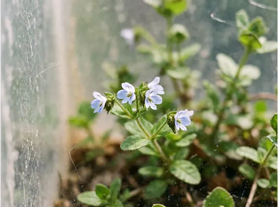 Veronica beccabunga