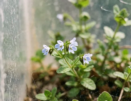 Veronica beccabunga